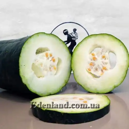 Изображение Бенинказа щетинистая Кантский гигант - Benincasa hispida Canton Giant