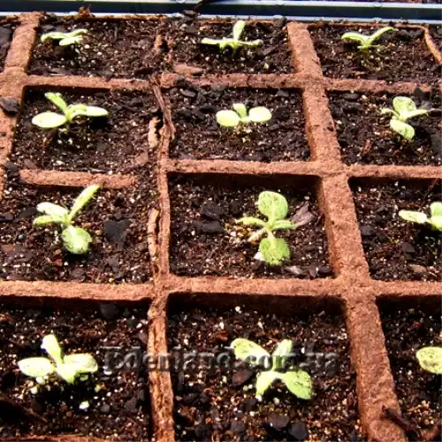 Изображение всходы