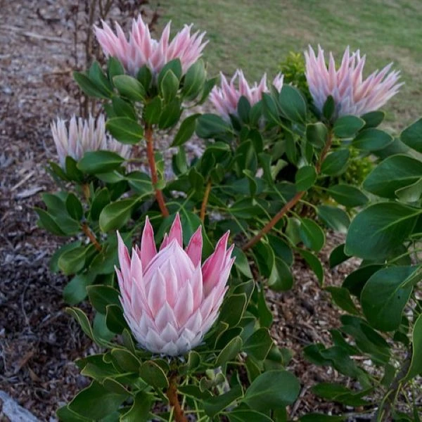 Изображение Протея цинаровидная  - Protea cynaroides