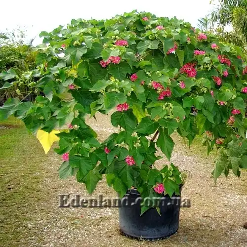 Зображення Домбея верхівкова - Dombeya cacuminum