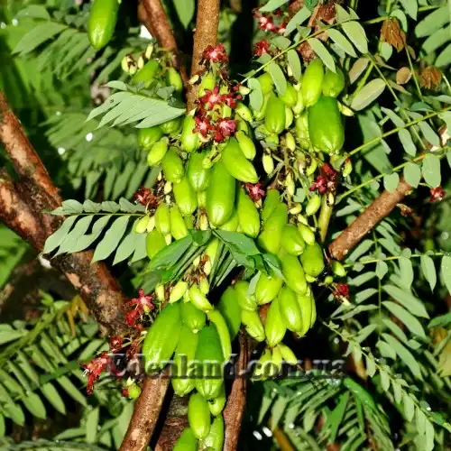 Зображення Аверроа білімбі - Averrhoa bilimbi