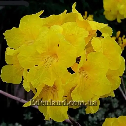 Изображение Розеодендрон Донель-Смита - Roseodendron donnell-smithii