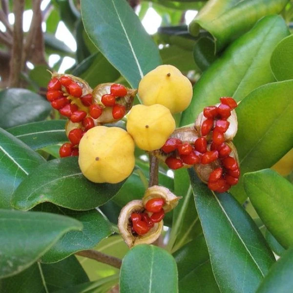 Изображение плоды и семена