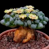 Изображение Алоинопсис Шунеса  - Aloinopsis schooneesii
