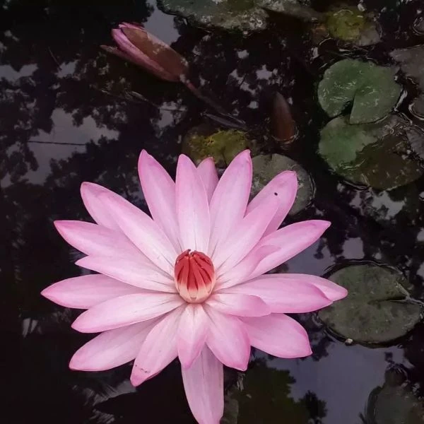 Зображення Німфея (Латаття) опушена рожева - Nymphaea pubescens 'Pink' 