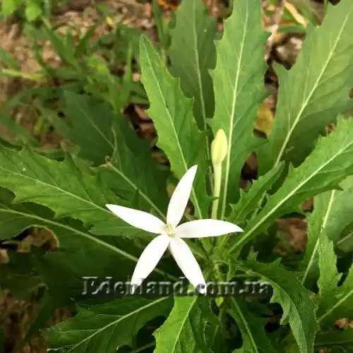 Зображення Гіпоброма довгоквіткова - Hippobroma longiflora