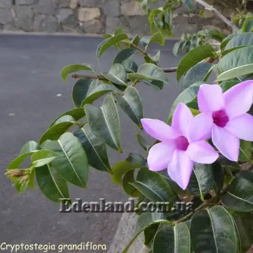 Зображення Криптостегія великоквіткова - Cryptostegia grandiflora