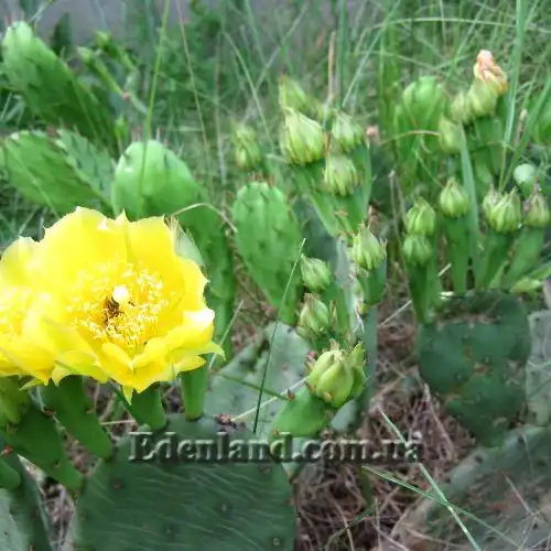 Зображення Опунція стисла - Оpuntia compressa