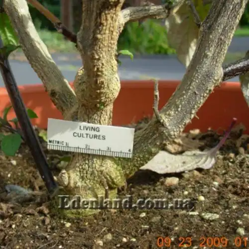 Изображение Джалтомата бошиана  - Jaltomata bohsiana 