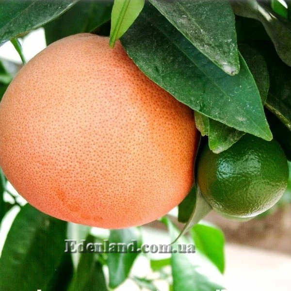 Изображение Грейпфрут Звездный рубин - Grapefruit Star Ruby