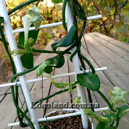 Зображення Церопегія Сандерсона - Ceropegia sandersonii