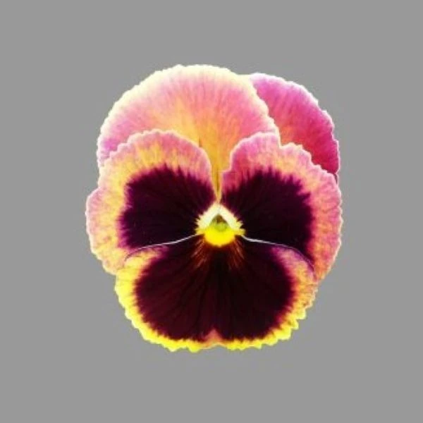 Зображення Зигоморфна квітка