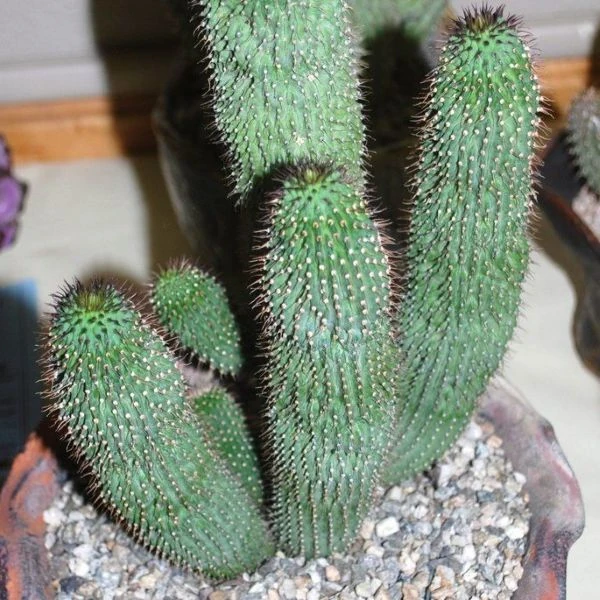 Зображення Худія волосконосна - Hoodia pilifera 