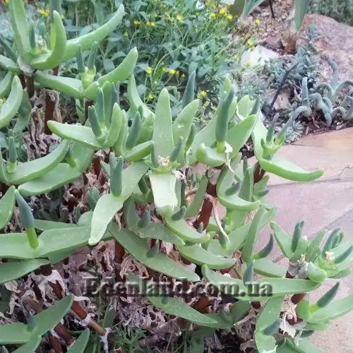 Изображение большой куст