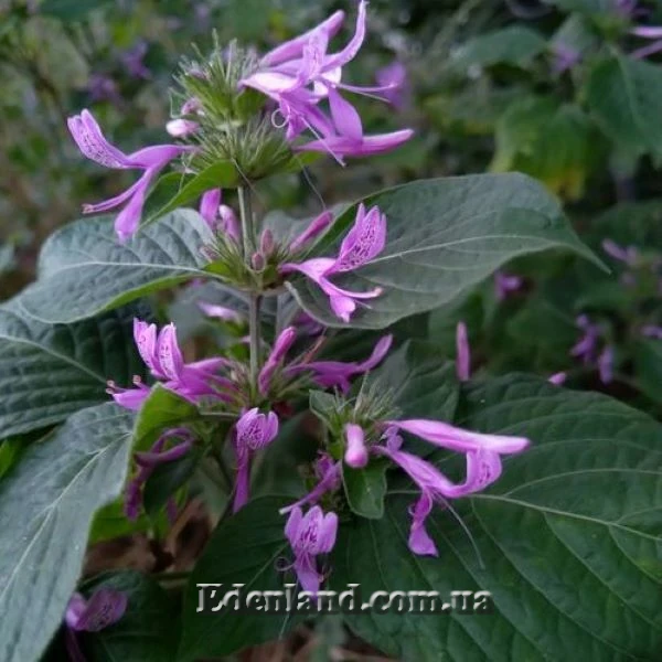 Изображение цветение