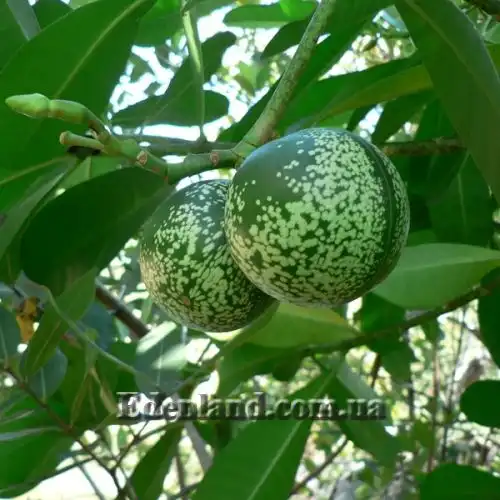 Изображение Воаканга Туара - Voacanga thouarsii 