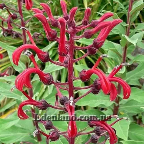 Изображение Лобелия Тупа - Lobelia tupa