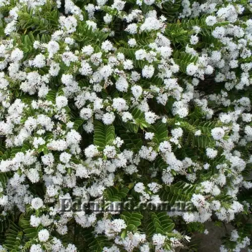 Изображение Вероника Эллиптическая - Veronica elliptica