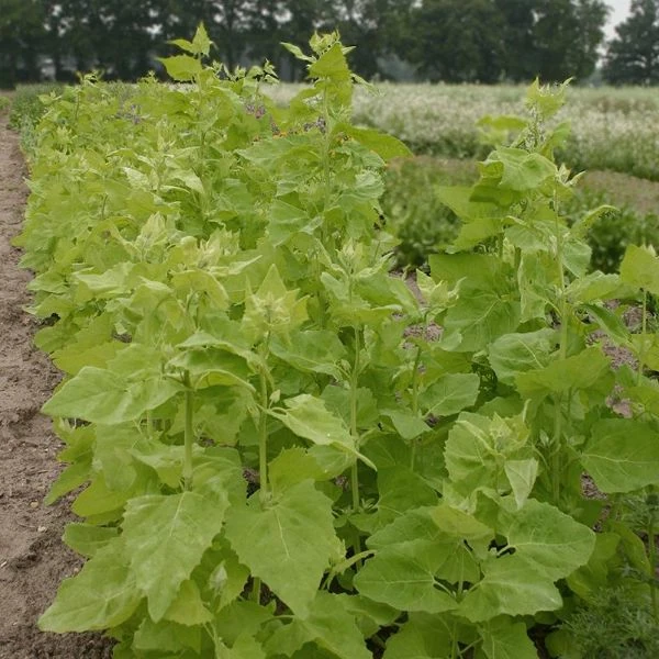 Изображение Атриплекс садовый  - Atriplex hortensis