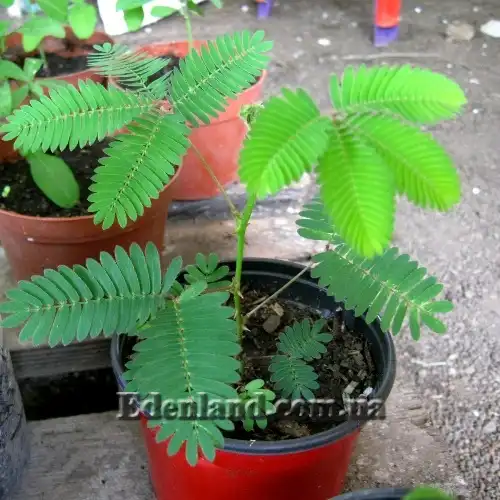 Изображение саженцы в продаже