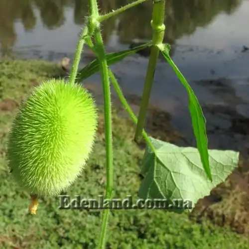 Изображение Огурец ворсянковый  - Cucumis dipsaceus