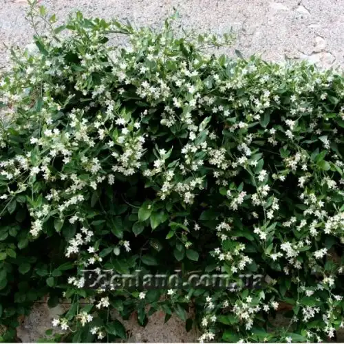 Изображение Арауджия вишнеплодная - Araujia sericifera