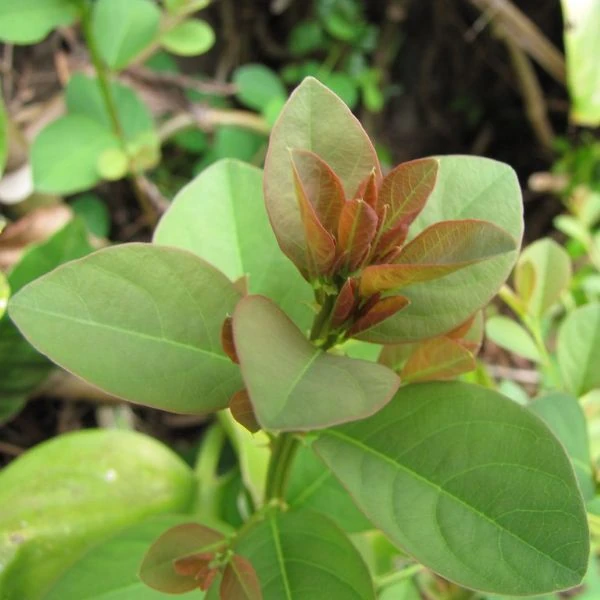 Зображення Флюгея отруйна - Flueggea virosa 