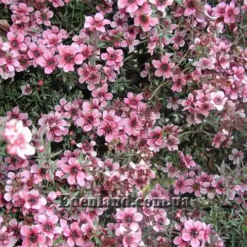 Изображение с розовыми цветами