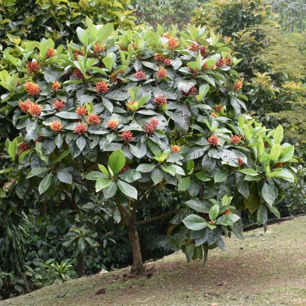 Зображення Ісертія Хенке - Isertia haenkeana 