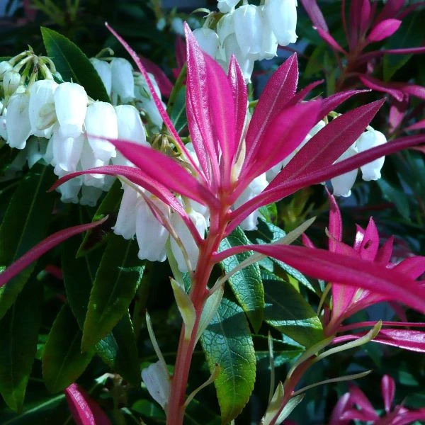 Изображение Пиерис японский   - Pieris japonica