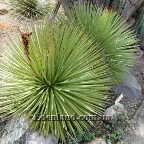 Изображение Агава полосатая - Agave striata 