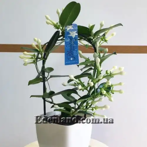 Изображение взрослое растение