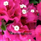 Изображение Бугенвиллия сорт Vera Deep Purple - Bougainvillea