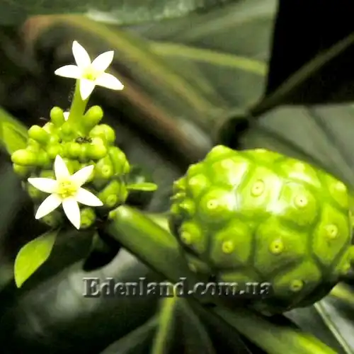 Изображение Моринда цитрусолистная - Morinda citrifolia