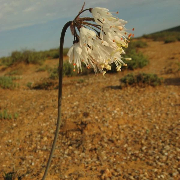 Изображение Струмария усеченная - Strumaria truncata 