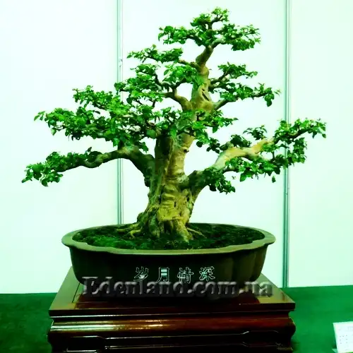 Изображение Евгения одноцветковая - Eugenia uniflora