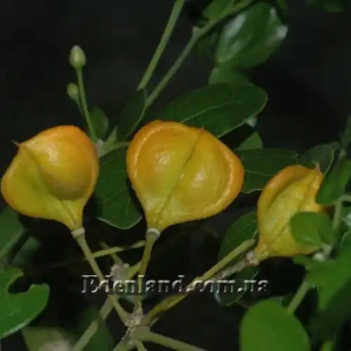 Изображение Гваякум лекарственный - Guaiacum officinale