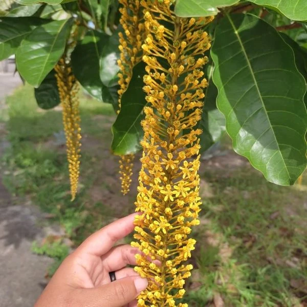 Зображення Спахея молочна - Spachea lactescens  