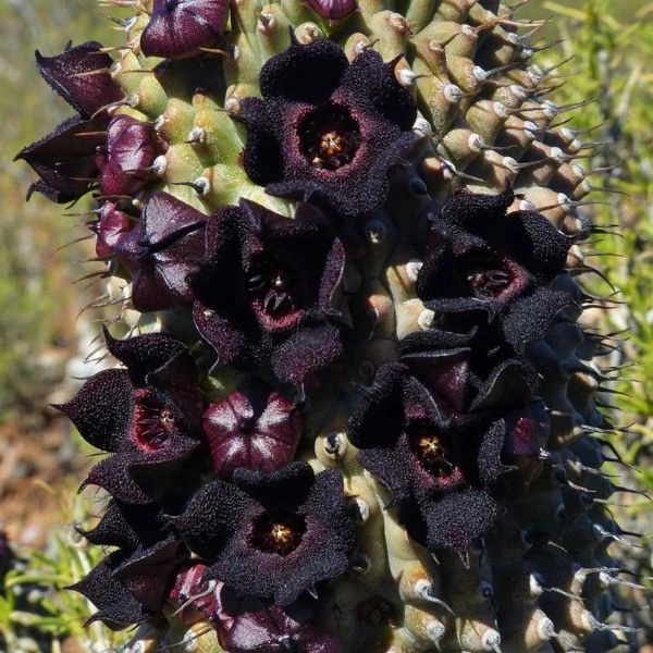 Зображення Худія волосконосна - Hoodia pilifera 