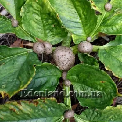 Изображение клубеньки на листьях