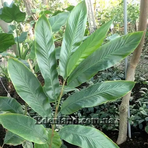 Изображение Альпиния малаккская - Alpinia malaccensis