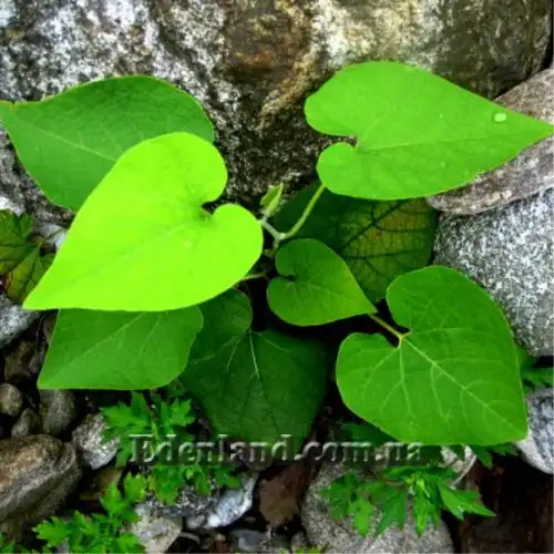 Изображение молодое растение