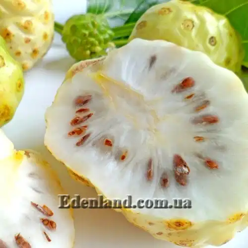 Изображение Моринда цитрусолистная - Morinda citrifolia