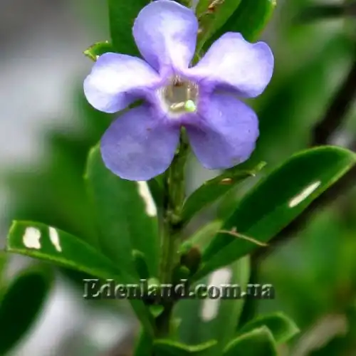 Изображение Фрейлиния тропическая - Freylinia tropica