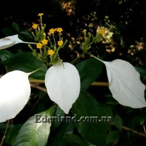 Зображення Мусенда Сандера - Mussaenda sanderiana 