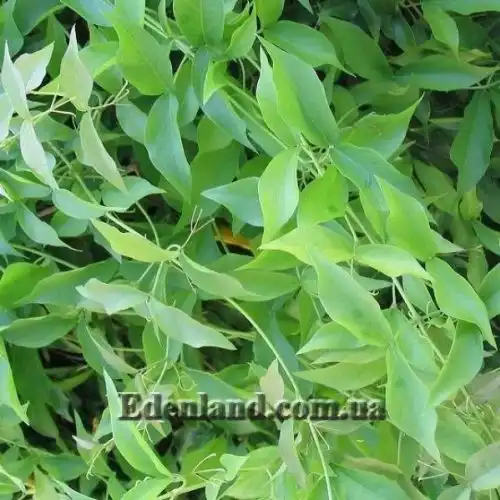 Изображение листья