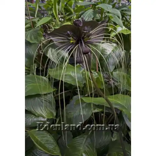 Зображення Такка Шантр'є - Tacca chantrieri