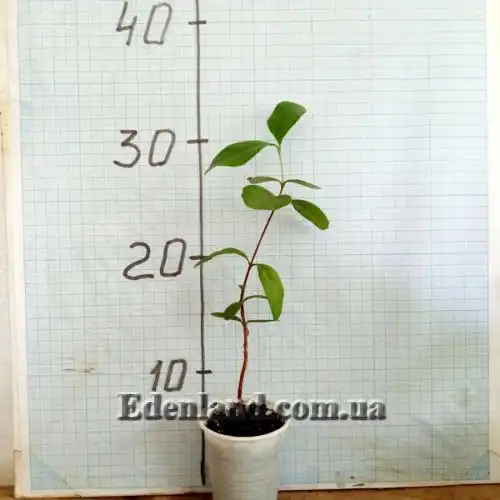 Изображение саженцы в продаже