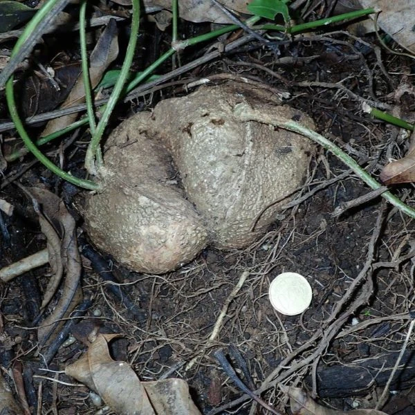 Изображение Пахиризус вырезной   - Pachyrhizus erosus 