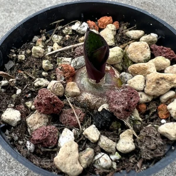 Изображение Массония пузырчатая  - Massonia pustulata 